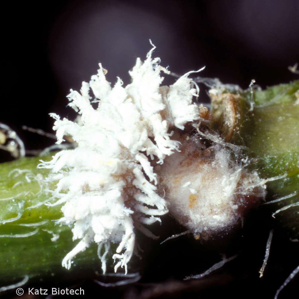 Larve von Australischer Marienkäfer (Cryptolaemus montrouzieri) Larve von Australischer Marienkäfer (Cryptolaemus montrouzieri)