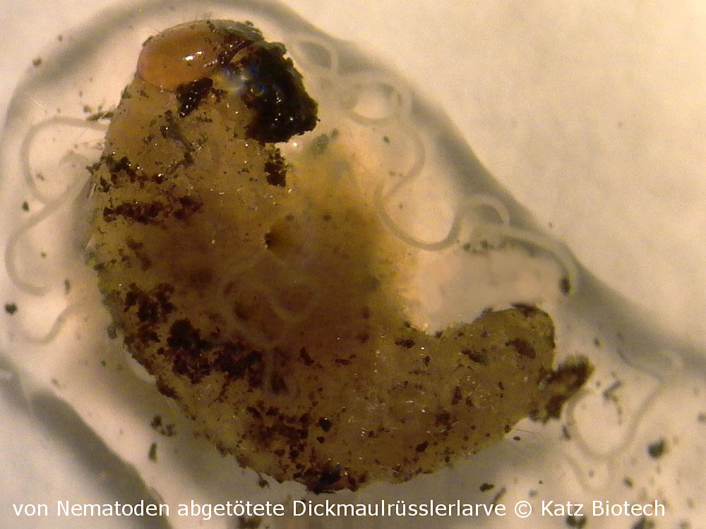 Von Nematoden abgetötete Dickmaulrüsslerlarve Von Nematoden abgetötete Dickmaulrüsslerlarve