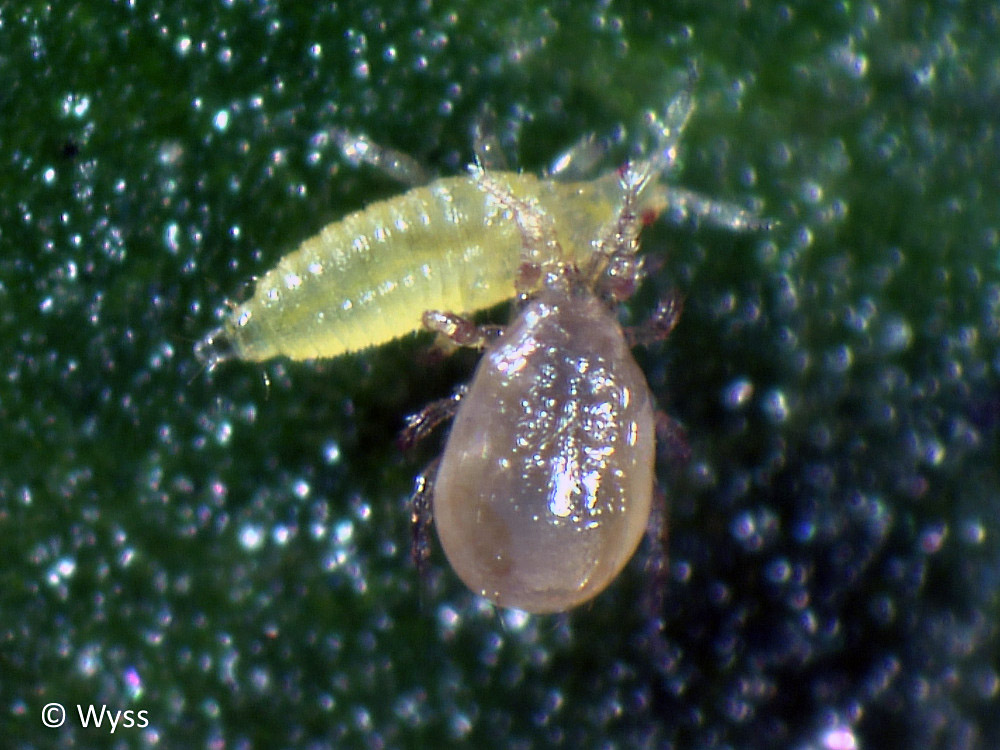 Raubmilben Amblyseius cucumeris gegen Thripse Raubmilben Amblyseius cucumeris gegen Thripse