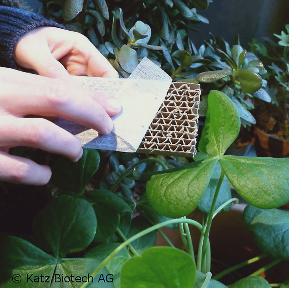 Florfliegen Ausbringung (Chrysoperla carnea) Florfliegen Ausbringung (Chrysoperla carnea)
