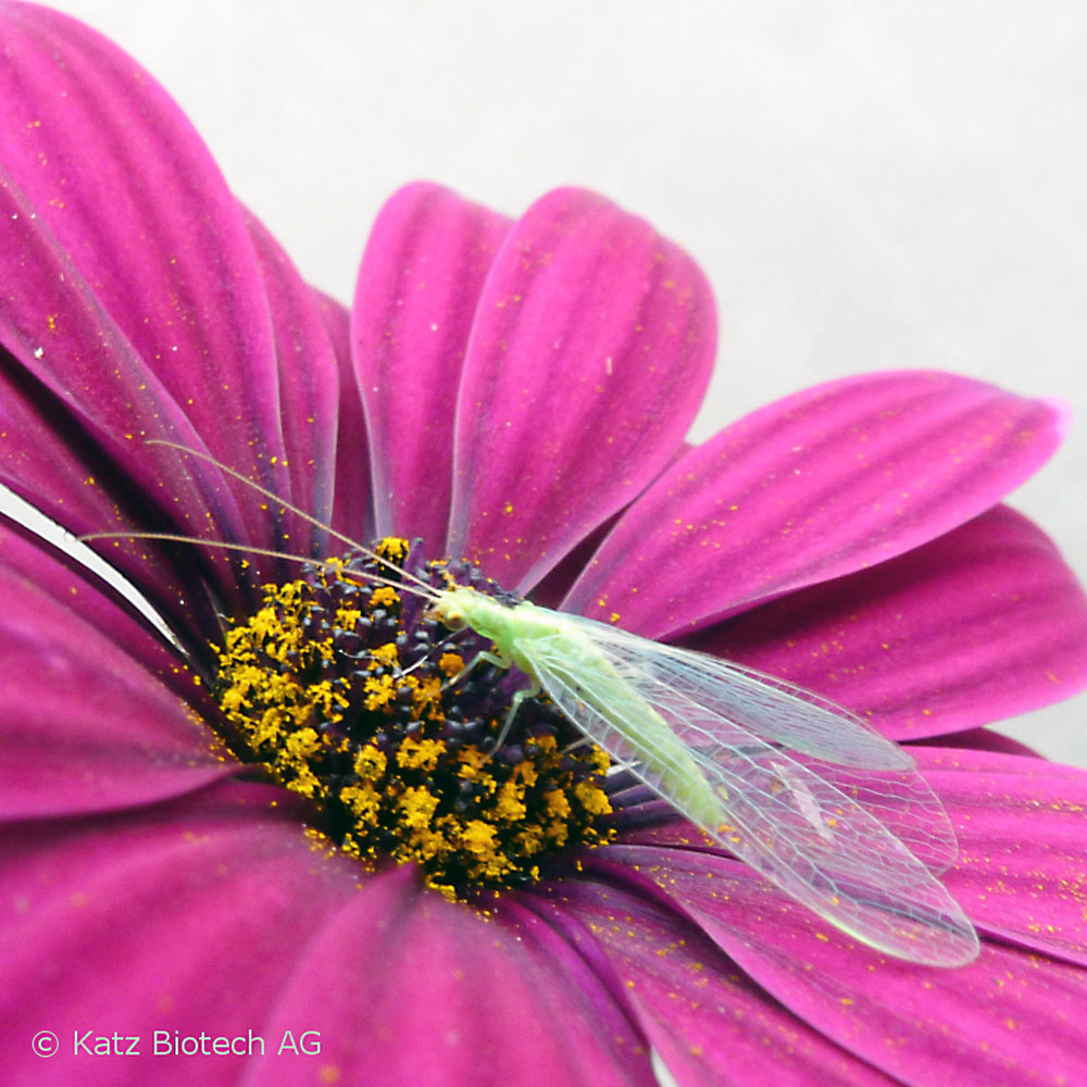 Florfliege (Chrysoperla carnea) Florfliege (Chrysoperla carnea)