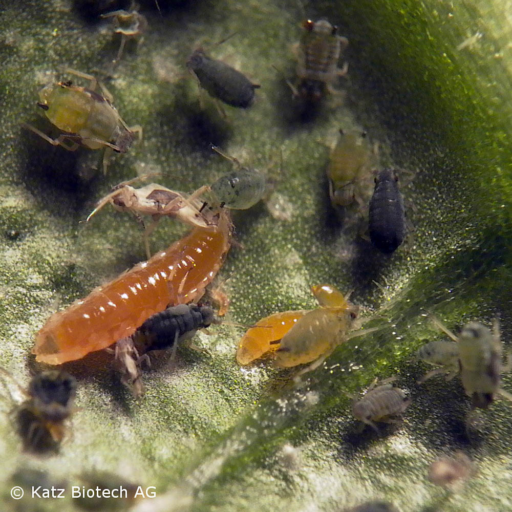 Gallmücken-Larven (Aphidoletes aphidimyza) - gegen Blattläuse Gallmücken-Larven (Aphidoletes aphidimyza) - gegen Blattläuse