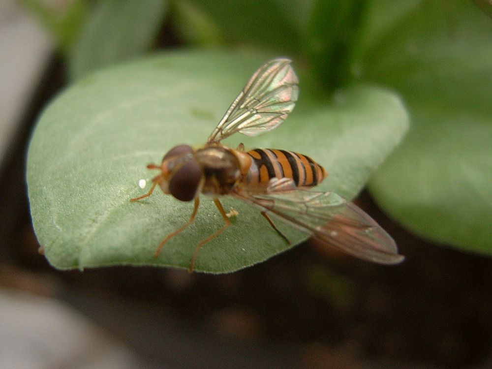 Die erwachsene Schwebfliege erinnert an eine Biene oder Wespe Die erwachsene Schwebfliege erinnert an eine Biene oder Wespe