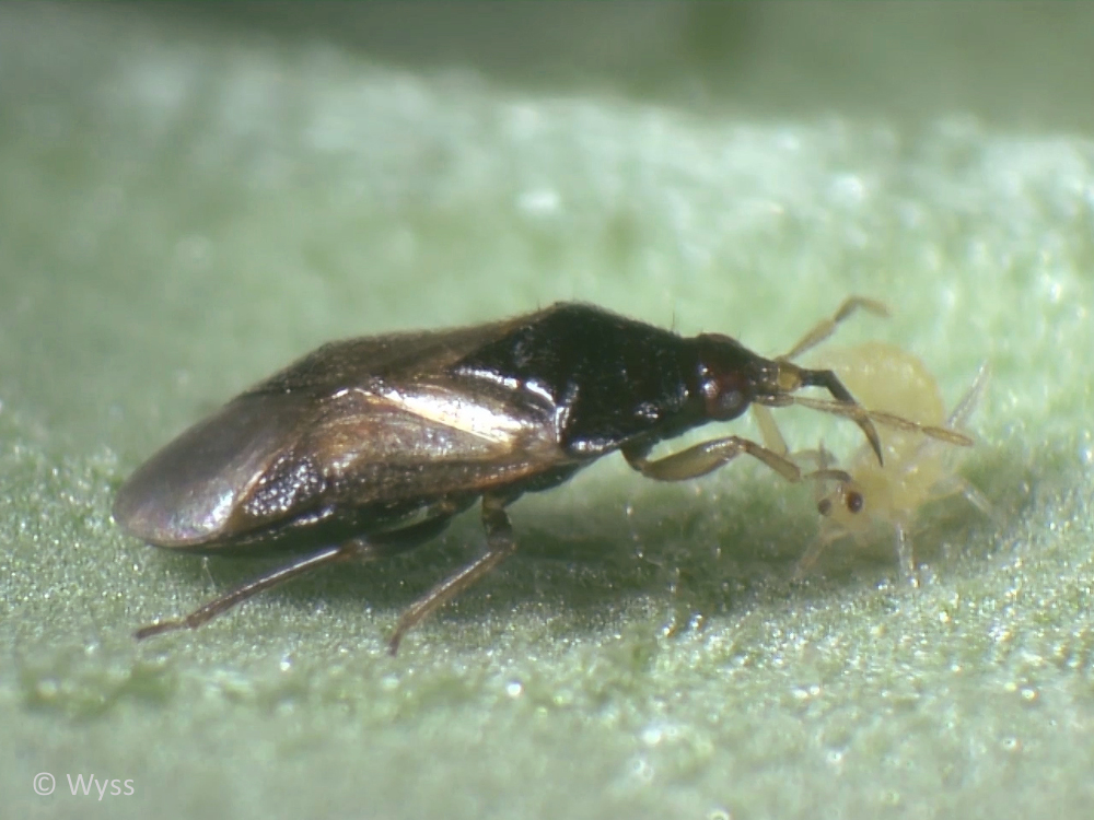 Raubwanzen (Orius laevigatus) gegen Thripse