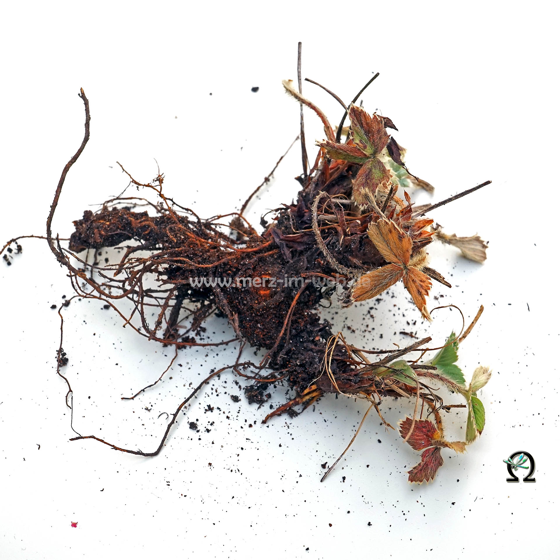 Schadbild Dickmaulrüßlerfraß an Erdbeeren Schadbild Dickmaulrüßlerfraß an Erdbeeren