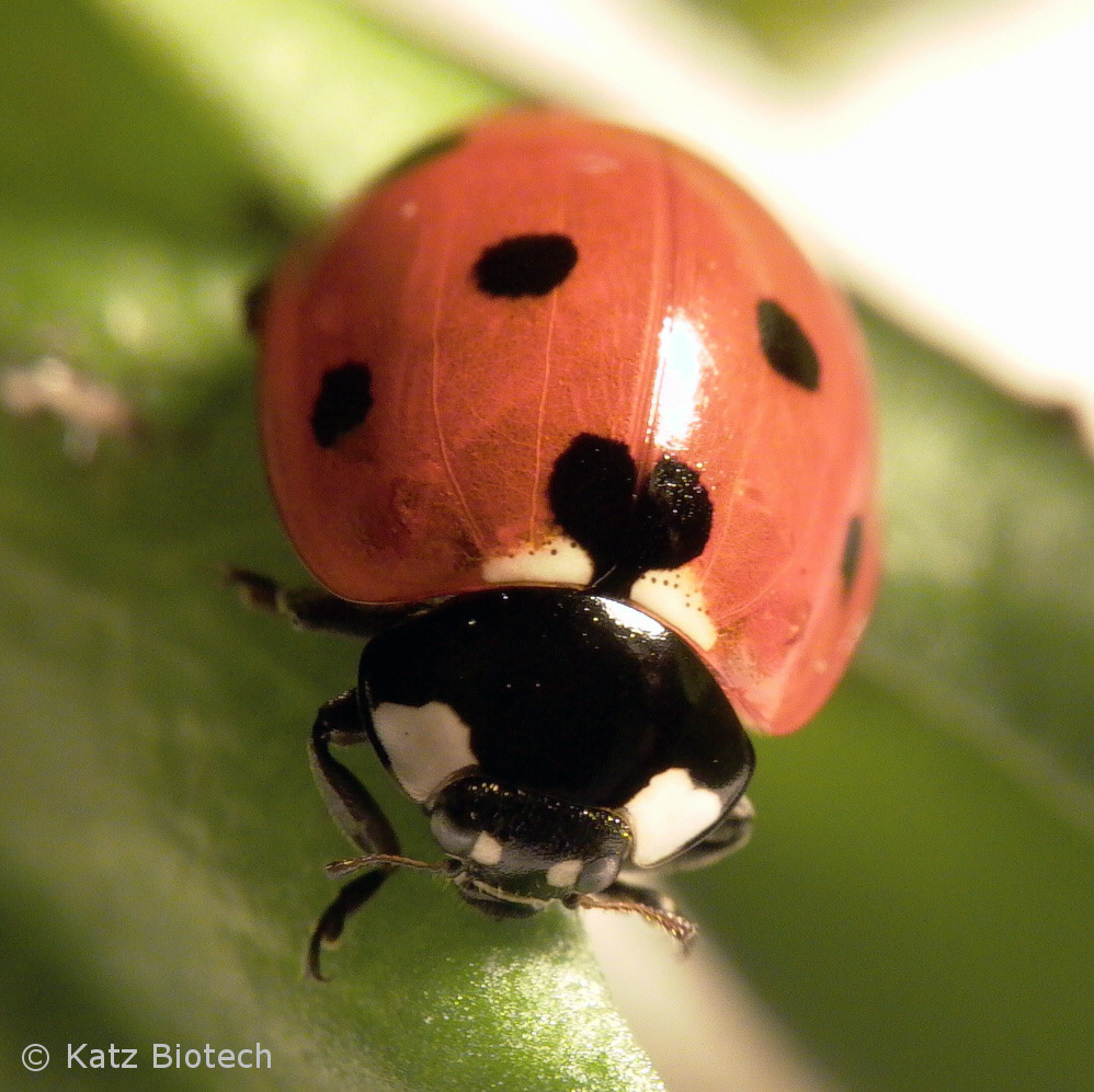7-Punkt Marienkäfer (Coccinella septempunctata) 7-Punkt Marienkäfer (Coccinella septempunctata)