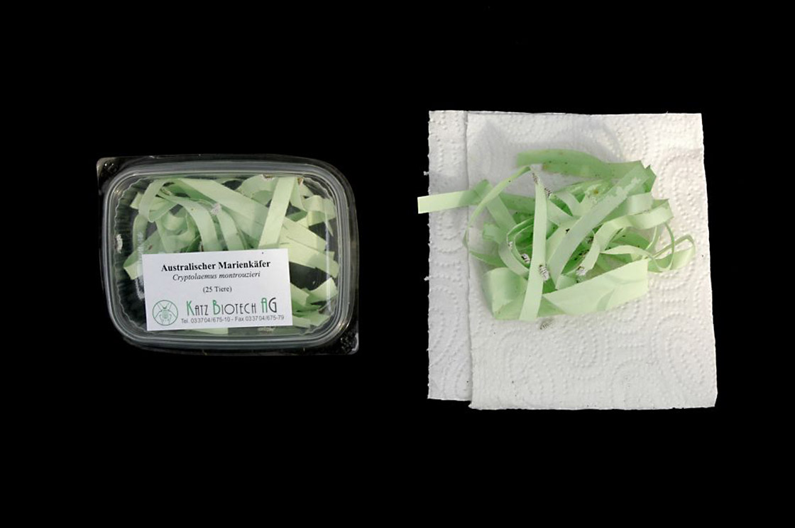 Verpackung/Lieferumfang Australischer Marienkäfer (Cryptolaemus montrouzieri) Verpackung/Lieferumfang Australischer Marienkäfer (Cryptolaemus montrouzieri)