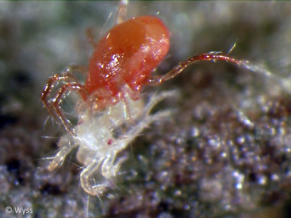 Raubmilben (Phytoseiulus persimilis) gegen Spinnmilben