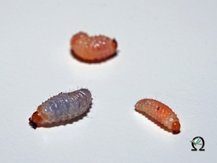 dickmaulruessler-larven-01-klein