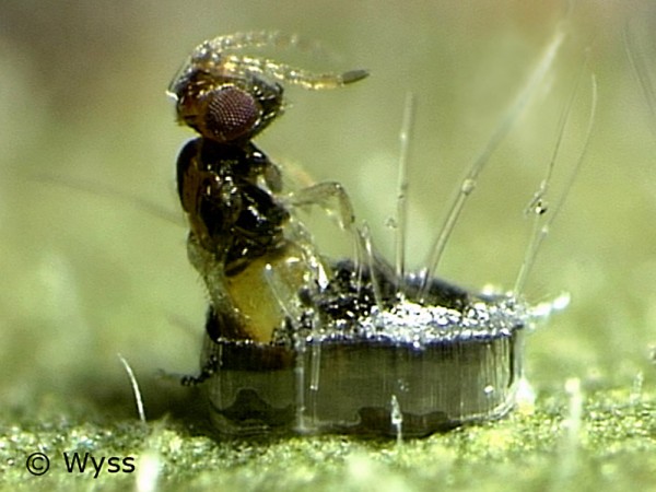 Schlupfwespe gegen Weiße Fliege (Encarsia formosa) beim Schlüpfen